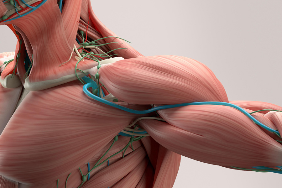 When Nerve Damage Meets Muscle Dysfunction How Neuropathy and Dystonia Intersect