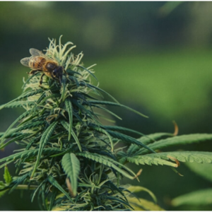 hemp extract honey