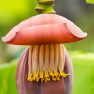 Banana Flower and the Benefits to Get