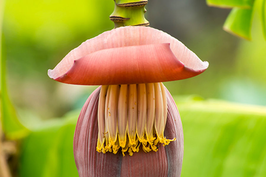 Banana Flower and the Benefits to Get