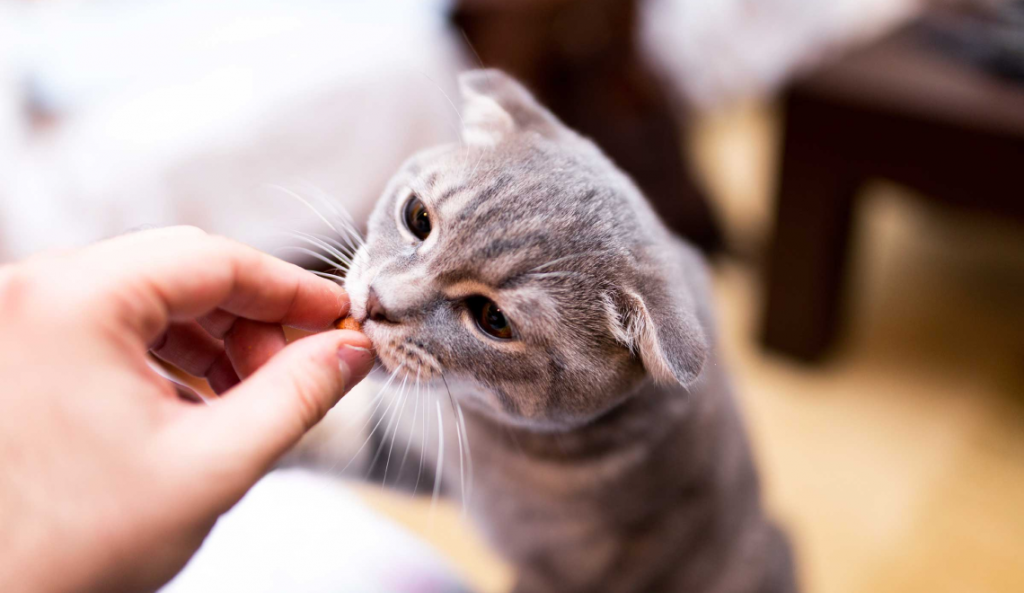 A perfect guide to choosing the best chews for cats