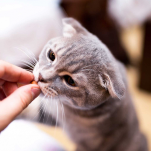 A perfect guide to choosing the best chews for cats