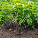 How To Grow And Harvest Red Potatoes In Your Garden?