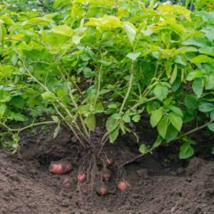 How To Grow And Harvest Red Potatoes In Your Garden