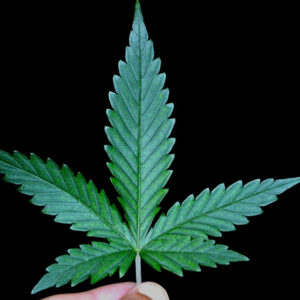 Wholesale Cannabis