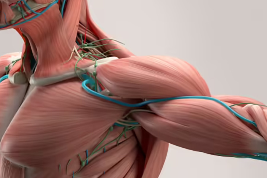 Peptides in Recovery Science What Current Research Suggests About Tissue Repair and Performance